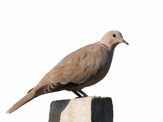 Collared Dove isolated on white background (Streptopelia turtur)
