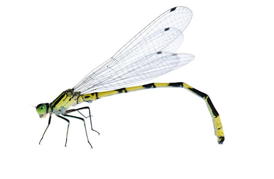 isolated small bright yellow dragonfly