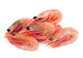 Shrimps