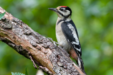 Obraz premium Buntspecht