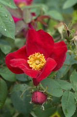 Essigrose, Rosa gallica