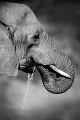 Naklejka premium African elephant drinking