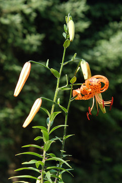 Lilium Humboldtii