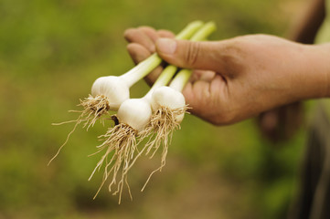 Woman holding onions