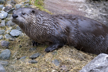european otter (Lutra lutra)