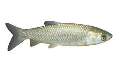 The White Amur or Grass Carp (Ctenopharyngodon idella).