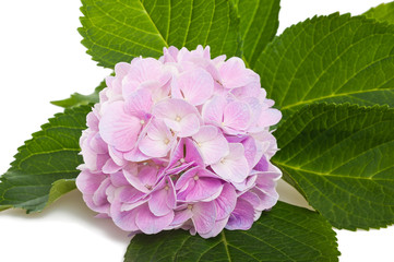 Hortensia