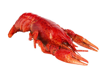 crawfish