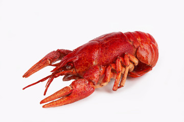 crawfish