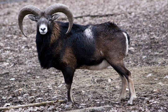mouflon ram (ovis aries orientalis)