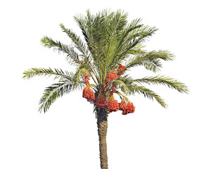Date palm
