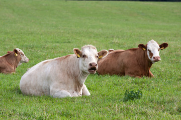 Dairy cows in pasture