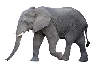 Fotobehang olifant © tiero