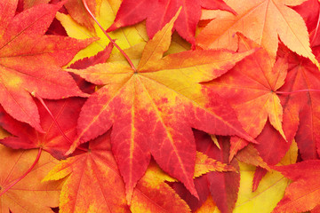 Naklejka na ściany i meble Colorful background composed of maple autumn leaves.