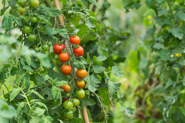 収穫期のミニトマト