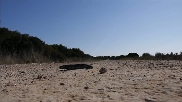Blauzungenskinke - Australische Dinosaurier