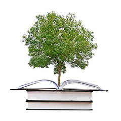 tree growing from open book