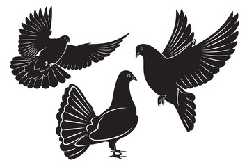 dove