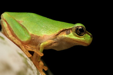 アマガエルのマクロ撮影