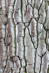 Baumrinde