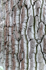 Baumrinde