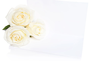 Roses on a white background