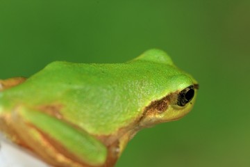 アマガエルのマクロ撮影
