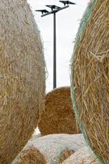 Strommast hinter Strohrollen