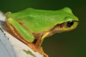 アマガエルのクローズアップ