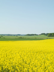 Oilseed Rape