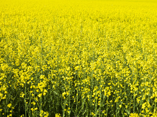 Oilseed Rape