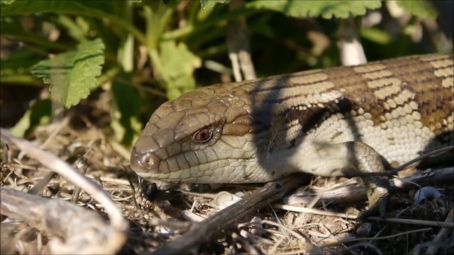 Blauzungenskinke - Australische Dinosaurier