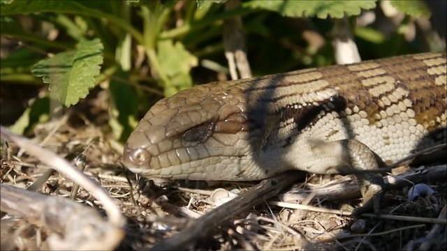 Blauzungenskinke - Australische Dinosaurier