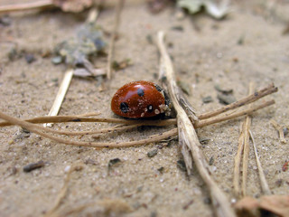 ladybird in the sand
