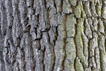Tree bark background texture
