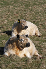 Galloways auf Helgoland