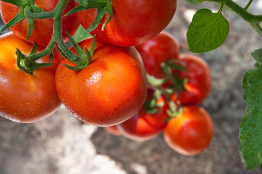Growth  tomato