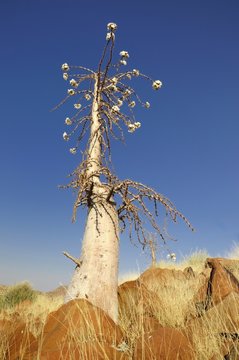 Flaschenbaum (pachypodium lealii) am Grootbergpass