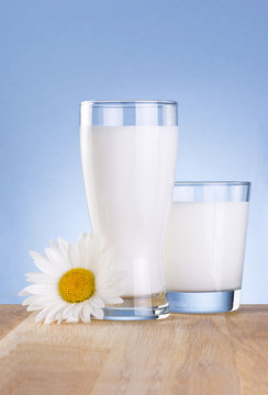 Two Glass fresh milk and chamomile flower is wooden table on a b