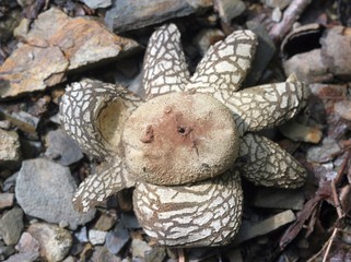 Gemeiner Wetterstern (Astraeus hygrometricus)