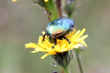 Rosenkäfer auf Blüte