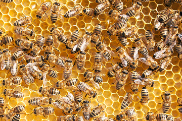 Honey bees working
