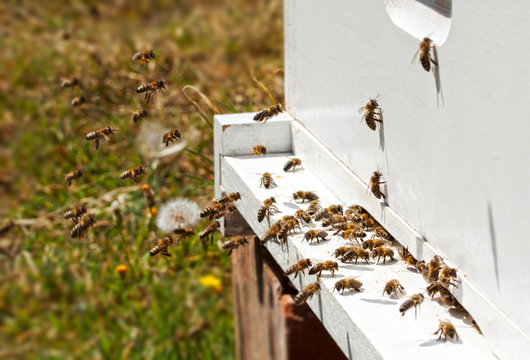 Bees and beehive
