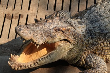 Crocodile