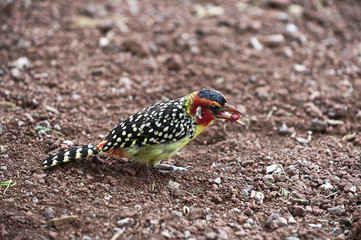 Flammenkopfbartvogel