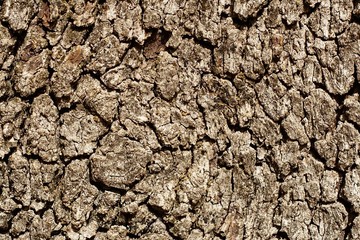 oak bark textured background