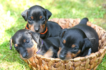 The Miniature Pinscher puppies, 1 months old