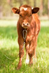 Calf on a meadow