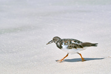 Ruddy turnstone bird walking on the sandy beach