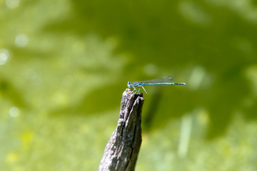 Common Bluetail Damselfly (dragonfly, Ischnura heterosticta)